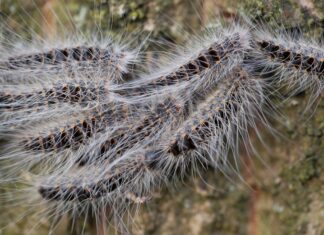 Papendrecht start met natuurlijke bestrijding eikenprocessierups
