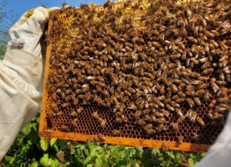 Aangepaste Open Imkerijdag bij TotalisNaturales op 10 juli