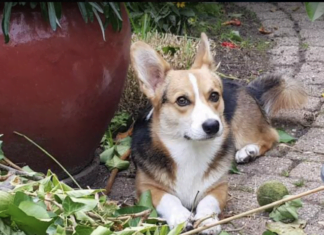 Resultaten enquête hondenvoorzieningen in Papendrecht