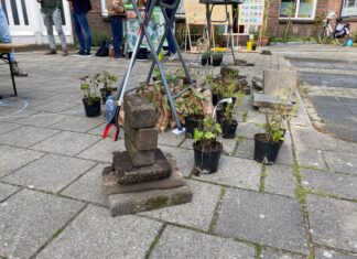 Gratis tuinplanten in ruil voor tegels in Dordrecht