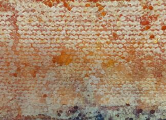 Honing met korting van de tap bij Imkerij TotalisNaturales