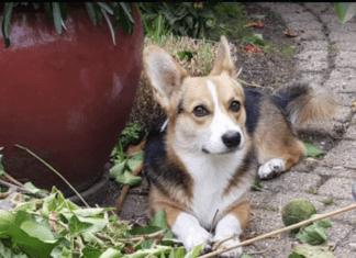 Constructief HW en BurgerBelangen HW zien een positieve ontwikkeling in hun eenzame strijd tegen de hondenbelasting!