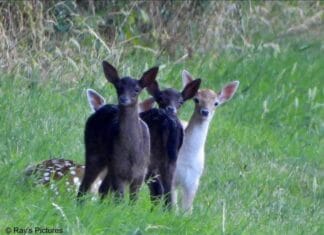 Rechtszaak uitgesteld: Team Damherten Hoeksche Waard en VoorWaards eerst in gesprek met GS over oplossing damherten, afschot voorlopig van de baan