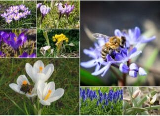 Hulp gezocht bij planten 2000 bloembollen op Strijensas