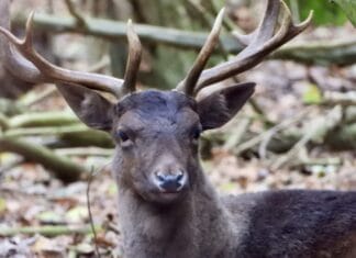 Team Damherten Hoeksche Waard en VoorWaards wachten op antwoord van betrokken partijen.