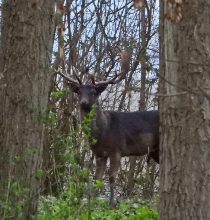 Nieuwe stemming in de Provinciale Staten over damhertenbeheer in de Hoeksche Waard