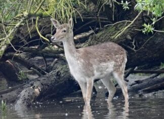 Toekomst damherten blijft onzeker: Provinciale Staten stemt in motie voor beheer en monitoring in afwachting van rechterlijke uitspraak