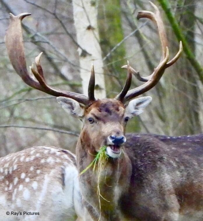 Damherten opnieuw op agenda Provinciale Staten