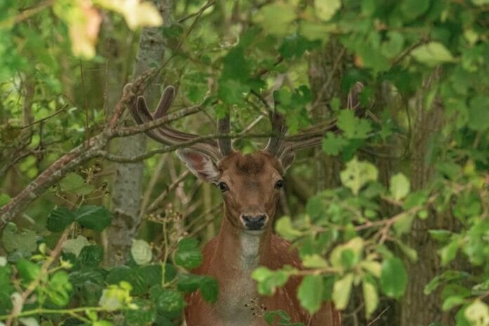 Team Damherten Hoeksche Waard stopt strijd