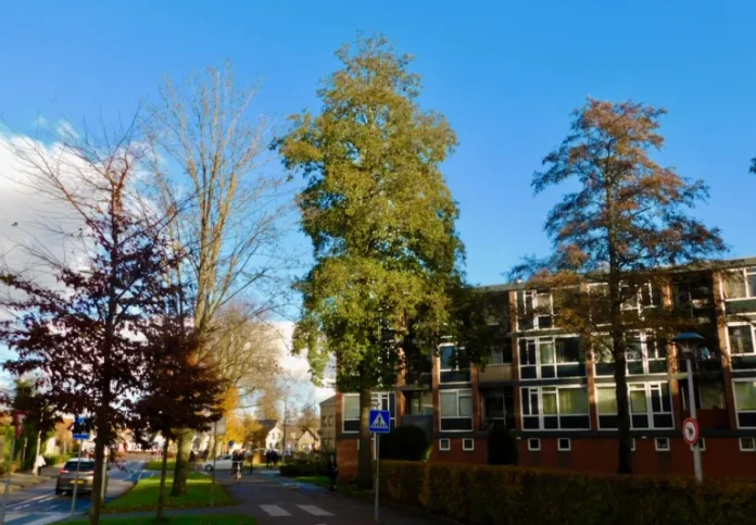 Het jaar van de Els