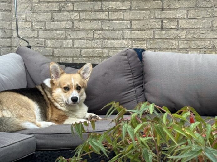 Start controle hondenbezit in de Hoeksche Waard voor de hondenbelasting