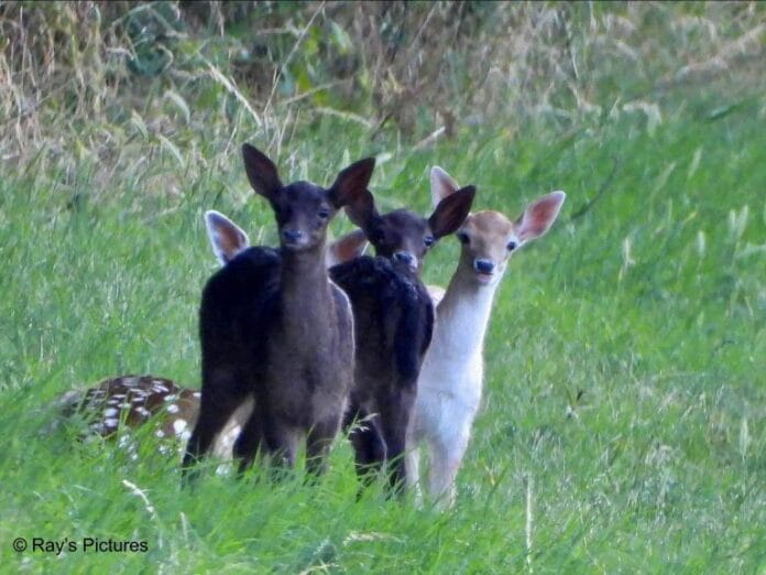D66 Zuid-Holland: Geef damherten Hoeksche Waard een toekomst – stop het volledige afschotplan