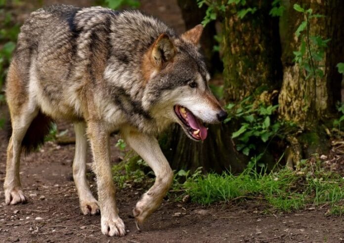 Uitslag poll: Verwacht jij dat de wolf de Hoeksche Waard zal bereiken?
