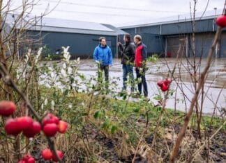Elke boom telt in de Hoeksche Waard: inspirerend project voor vergroening van agrarische bedrijven van start