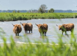 3 projecten in de Hoeksche Waard ontvangen financiële impuls vanuit het Rijk