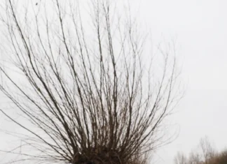 Water Natuurlijk geeft bomen een plek