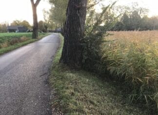 Meer struiken onder de bomen langs de wegen van het Waterschap