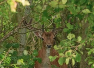 Gedeputeerde Berend Potjer bezoekt leefgebied damherten in de Hoeksche Waard