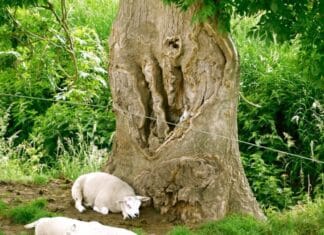 ‘Elfenboom in Goidschalxoord ‘ ingeschreven voor Boom van het jaar verkiezing