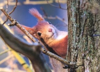 Maart en april: expositie (bekroonde) natuurfoto’s in Klein Profijt