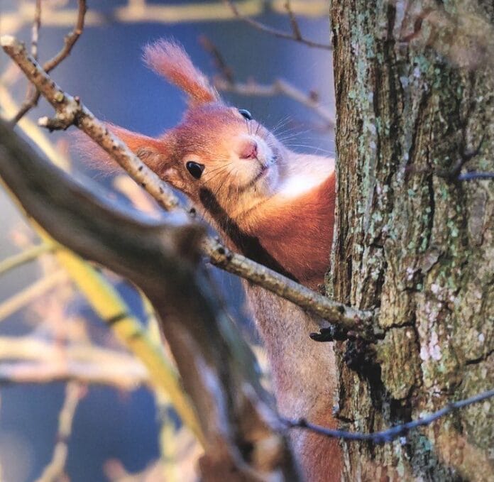 Maart en april: expositie (bekroonde) natuurfoto’s in Klein Profijt