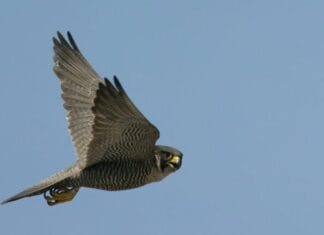 Lezing over de spectaculaire slechtvalk: snelste roofvogel in beeld op 9 april in Numansdorp