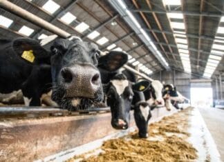 Tweede Paasdag: “Lente bij de Boer” in Strijen