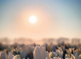Tulpenvelden in volle bloei tussen Oud- en Zuid-Beijerland