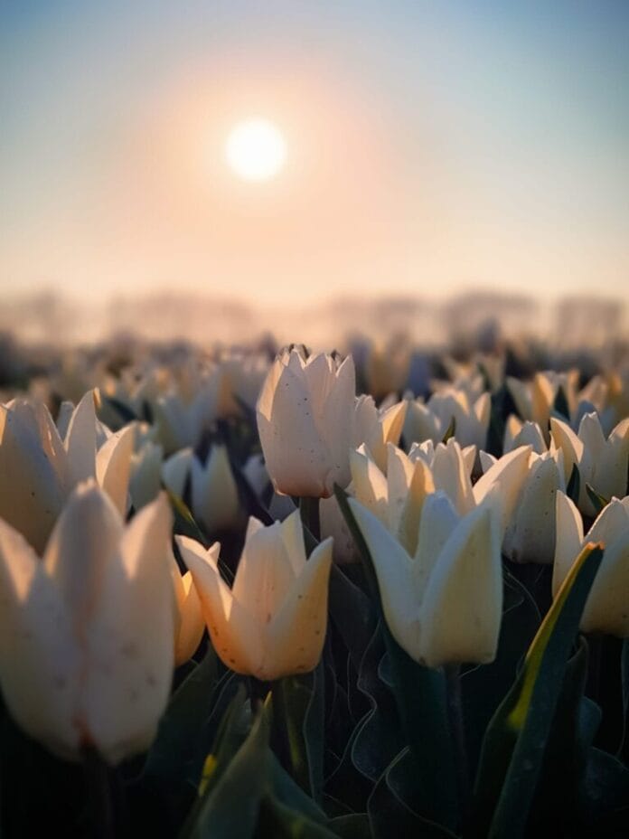 Tulpenvelden in volle bloei tussen Oud- en Zuid-Beijerland