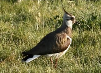 Hoeksche Waards Landschap excursie: Horen is Scoren