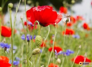 Planten- en zadenruilmiddag op 3 mei in Nieuw-Beijerland Foto: Marc van der Stelt | MS Fotografie