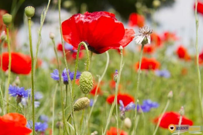 Foto: Marc van der Stelt | MS Fotografie