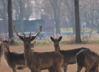 Provincie zet in op afschot damherten – kritiek van Team Damherten