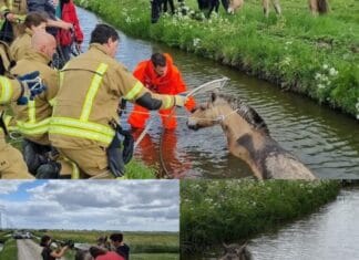 Paard te water aan de Molenweg in Strijen: snelle inzet van brandweer en politie
