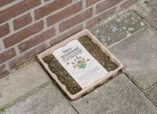 Ruil je stoeptegel voor een bloeiende kroostegel en help de natuur een handje