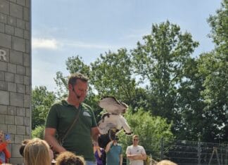Feest in de lucht bij IKC het Anker: Spectaculaire roofvogelshow ter ere van 50-jarig jubileum