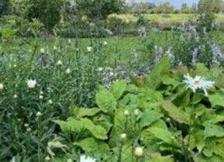 Open tuinendag Groei & Bloei Hoeksche Waard op zaterdag 21 juni