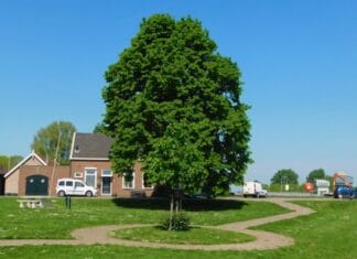 Opnieuw stenen i.p.v. bomen bij bouwproject Dorp aan het Water in ‘s-Gravendeel?