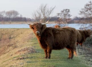 VoorWaards wil dierenwelzijn op de kaart zetten in Hoeksche Waard