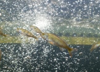 Onderzoek naar visstand in Goeree en de Hoeksche Waard voor betere waterkwaliteit