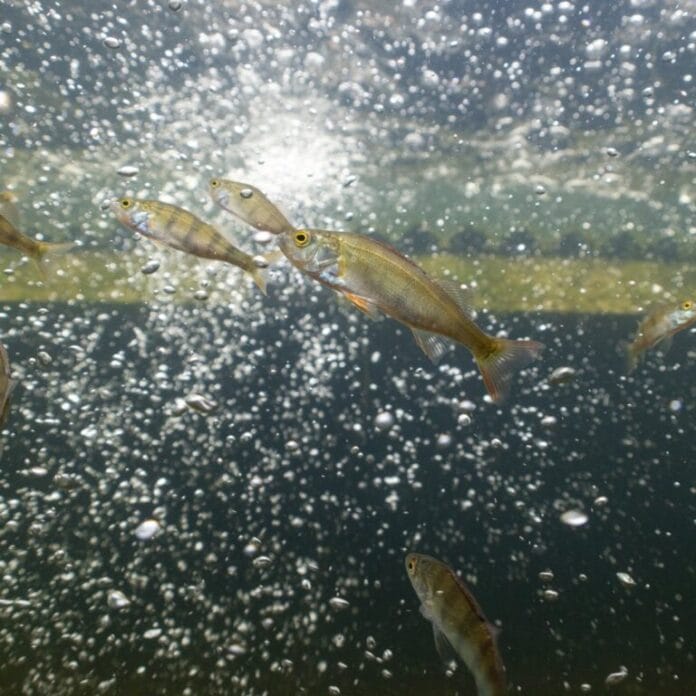 Onderzoek naar visstand in Goeree en de Hoeksche Waard voor betere waterkwaliteit