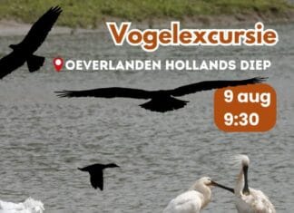 Vogelexcursie op zaterdag 9 augustus in natuurgebied de Oeverlanden in Strijensas bij het Hollands Diep