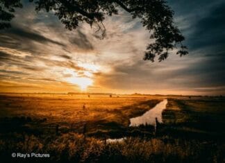 Kwaliteitsimpuls Oudeland van Strijen: Nieuw waterbeheer en natuurherstel voor weidevogels
