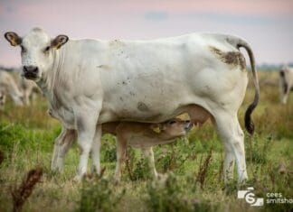 Moederliefde in het Oudeland van Strijen prachtig vastgelegd