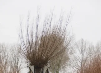 Financiële tegenvaller bij project Korteweg Zuid-Beijerland