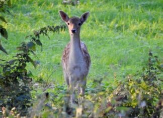 Politie intensiveert toezicht in leefgebied damherten Hoeksche Waard na eerdere stroperij