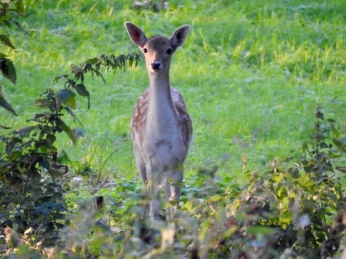 Politie intensiveert toezicht in leefgebied damherten Hoeksche Waard na eerdere stroperij