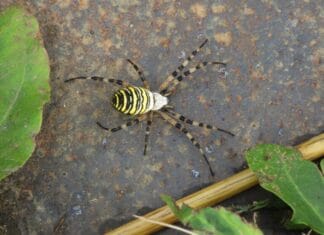 Kleurrijke wespspin gespot in de Hoeksche Waard