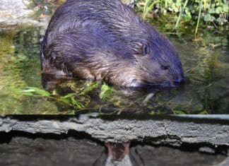 Ontdek Bevers & Vleermuizen bij Heinenoord – Spannende Zomerexcursie op 12 augustus