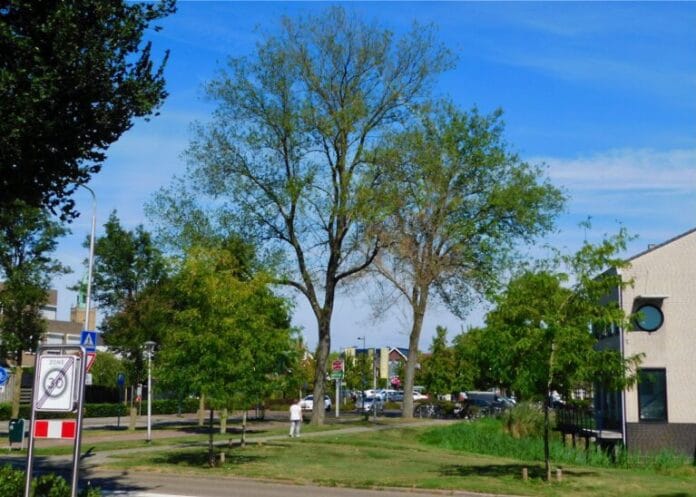 Afscheid van laatste drie ‘iepen musketiers’ in ‘s-Gravendeel